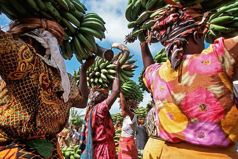 Chagga women carry cooking bananas <p>on their heads  – The Chagga are the  third <p>largest ethnic group in Tanzania.