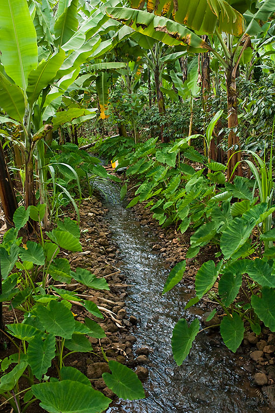 The relative wealth of the Chagga tribe <p>comes from the favourable climate <p>of Mt Kilimanjaro and successful <p>agricultural methods.