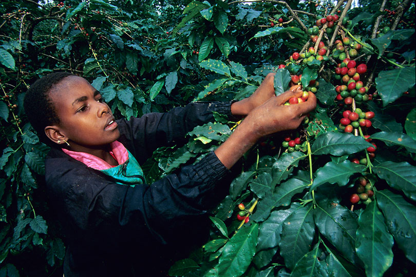 The Chagga are best known for growing <p>Arabica coffee being a primary cash crop.