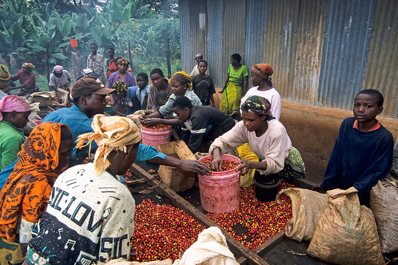 During the coffee picking season villagers <p>find work on the coffee plantations.