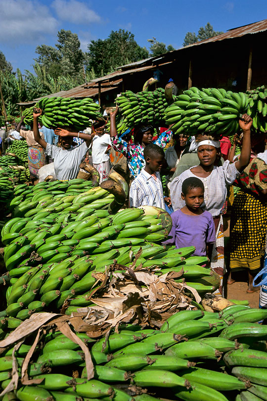 Cocking bananas sold on the <p>Mwika market in East Kilimanjaro.