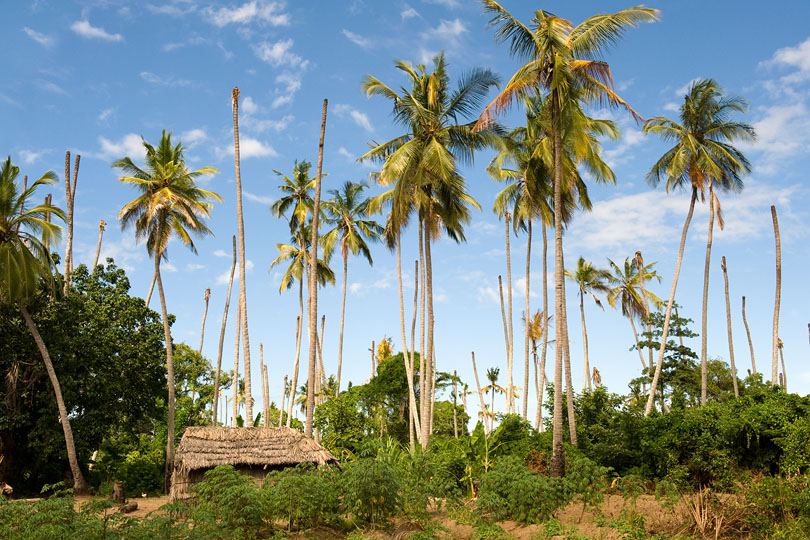 A plantation worker’s homestead with <p>coconut palms, Quelimane, Mozambique
