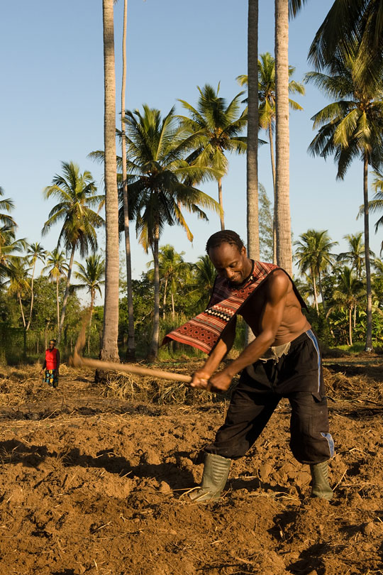 Most smallholders depend on work found <p>on the surrounding coconut palm plantations.