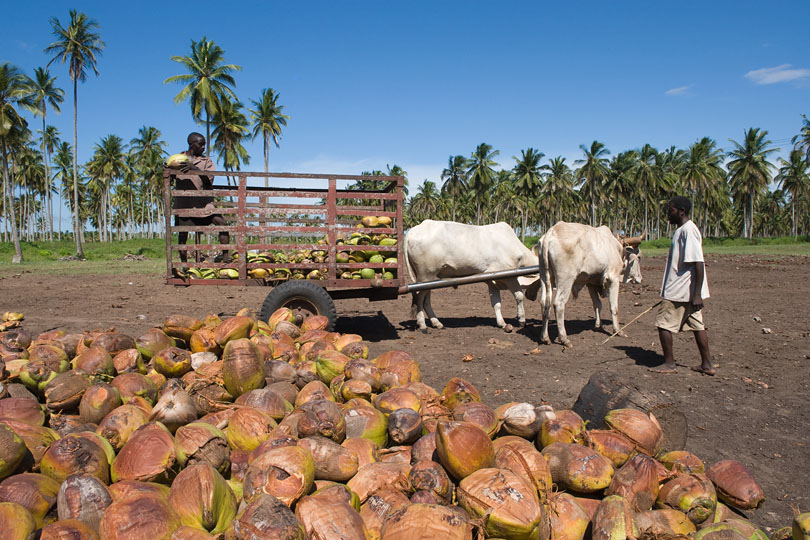 Fresh coconuts are delivered <p>by bullock-cart to the kiln.