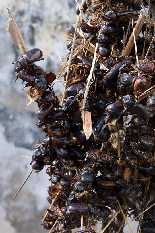 Copra production and the livelihood of the workers<p> has been threatened by the Rhinoceros<p> beetles which farmers try to control <p>by collecting them but …
