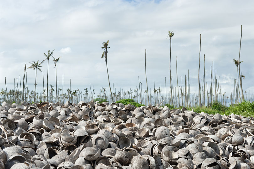 … mechanical control of the beetle fails <p>resulting in total destruction of the plantation.