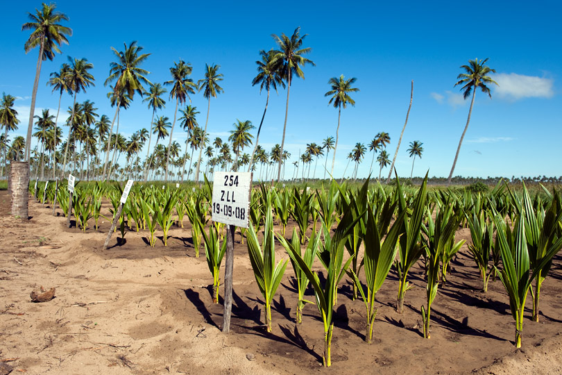 Coconut hybrid and dwarf varieties bred for resistance <p>to Lethal Yellowing Disease, Mozambique