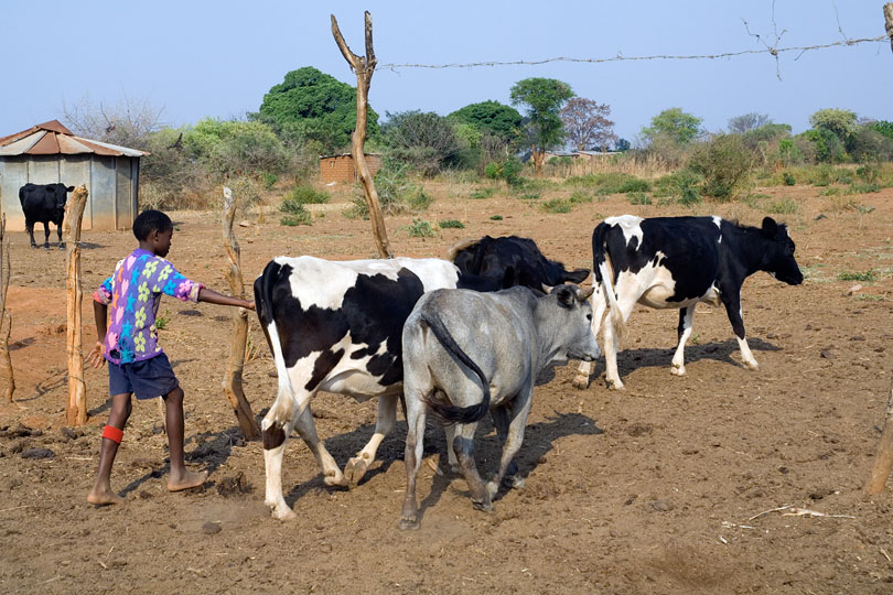 	Farmers in rural areas are encouraged <p>to go into milk production