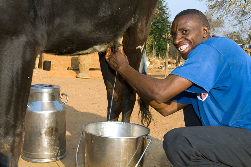 Dairy cows need to be milked twice a day <p>to maintain proper milk production