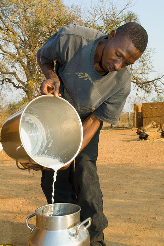 The milk is collected for transport <p>to the dairy co-operative