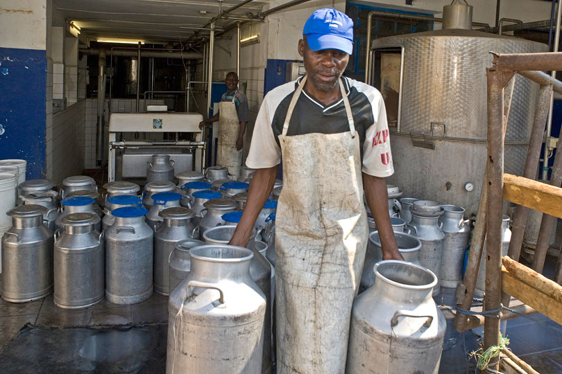 The co-operative delivers the milk<p> to a commercial dairy for processing