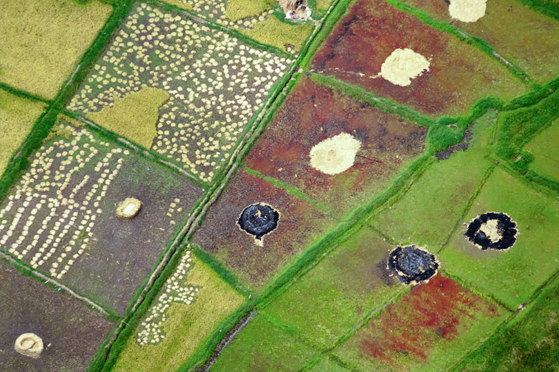 Harvest of paddy rice fields, aerial view, <p>Moshi, Kilimanjaro Region, Tanzania