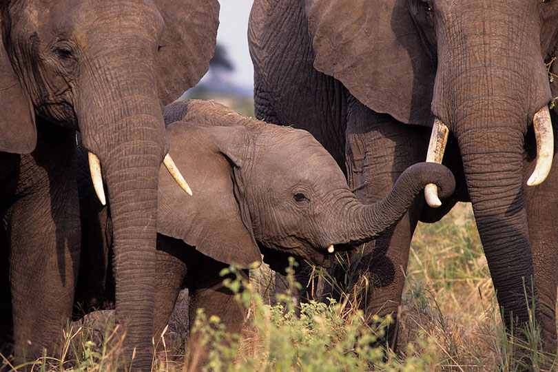 Elephant calf finding comfort among family group members, <p>Tarangire National Park, Tanzania