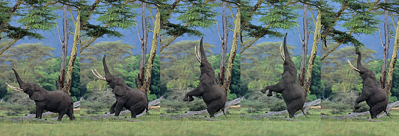 African elephant bull feeding on an Acacia tree,<p> Ngorongoro Crater, Tanzania