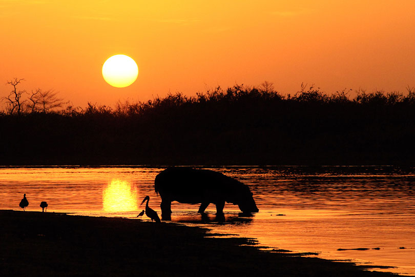 Hippopotamus returning at sunrise to Lake Tagalala, <p>Selous Game Reserve, Tanzania