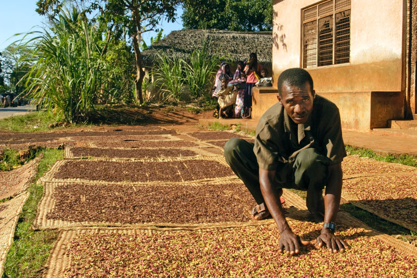 Clove cultivation, the source of Zanzibar's <p>traditional agricultural wealth